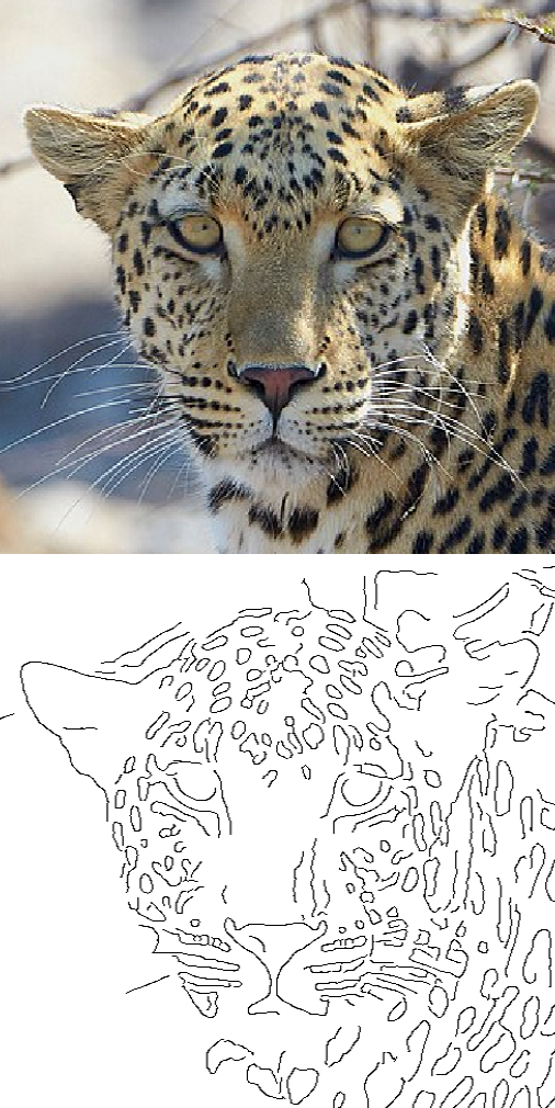 Leopard canny edge detection
